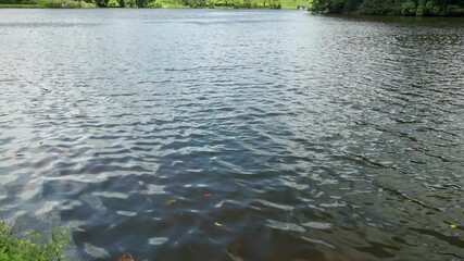 Wall Mural - tilt footage of a beautiful lake with lush green trees, plants and grass, people, blue sky and clouds at Hoomaluhia Botanical Gardens in Kaneohe Hawaii USA