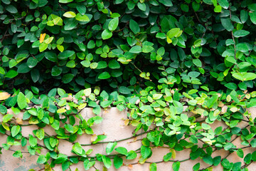 Wall Mural - A wall covered in green ivy