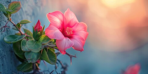 Wall Mural - Lively Crown of Thorns flower flourishing against a wall in gentle morning light, highlighting fragile petals and striking thorns in bold contrast.