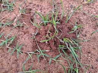 grass on Humus : Grass growing on humus soil is often quite healthy and vigorous. Humus is a rich, organic component of soil that forms from the decomposition of plant and animal material