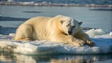 Polar Bear Resting on a Drifting Ice Floe
