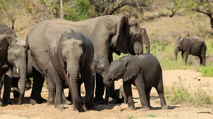 Poster - Herd of African elephants (Loxodonta africana) drinking water in a sandy riverbed, Kruger National Park, South Africa