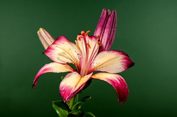 Wall Mural - Blooming orange lollypop lily on a green background