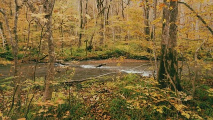 Wall Mural - dramatic view of many red maple leaves and water flowing in autumn or fall, oirase gorge in aomori p