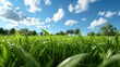 © Thanawat - A vibrant green grass field under a clear blue sky, showcasing the beauty of nature on a sunny day.