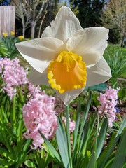 white and yellow daffodils