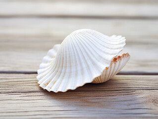 Close-up of a White Seashell on a Wooden Surface