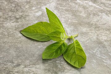 Wall Mural - Raw green basil leaves seasoning