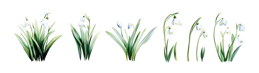 Watercolor snowdrop flower set. Vector illustration design.