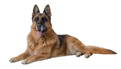 senior female german sheperd lying down