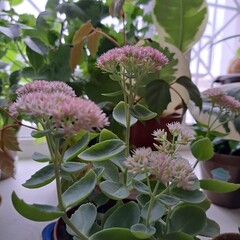 Wall Mural - sedum blooming flowers and leaves photo image 