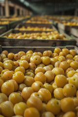 Wall Mural - Yellow pears harvested in wooden boxes in a warehouse. Natural organic fruit abundance. Healthy and natural food storing and shipping concept.