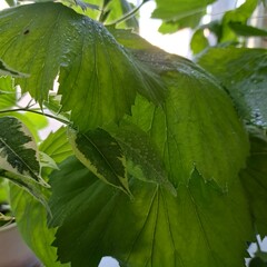 Wall Mural - wet geranium fresh leaves photo image 