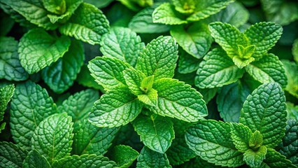 Fresh and vibrant mint leaves creating a natural green background