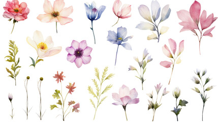 Wall Mural - set of watercolor wildflowers painting isolated on clear png background and transparent background. 