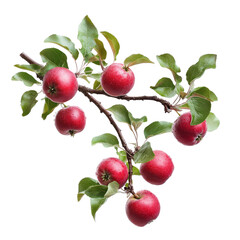 A twig branch from an apple tree showcasing ripe red apples and green leaves, isolated on a transparent background, apple tree twig branch with fruits on transparent background