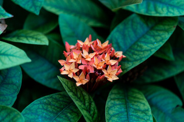 Ixora chinensis blooming in garden