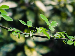 Poster - green leaves on a branch