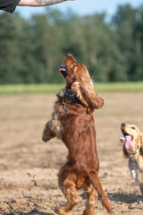 Wall Mural - A beautiful cocker spaniel plays on the field.