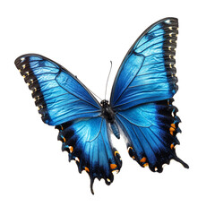 Wall Mural - A striking blue butterfly rests elegantly against a pure PNG backdrop, highlighting its intricate wing patterns, beautiful blue butterfly on transparent background