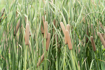 Poster - plant in field