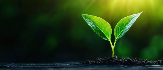 A young green sprout with two leaves growing from rich soil under bright sunlight, symbolizing growth and new beginnings.