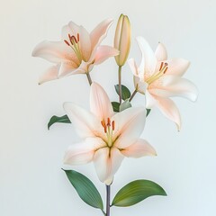 Wall Mural - Lilies are tall, perennial plants with leafy stems, scaly bulbs, and large flowers on white background. Generative ai.