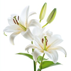 Wall Mural - Lilies are tall, perennial plants with leafy stems, scaly bulbs, and large flowers on white background. Generative ai.