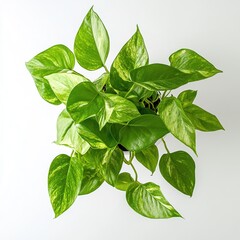 Wall Mural - Pothos leaves are heart-shaped, smooth, shiny, and waxy, with a pointed tip on white background. Generative ai.