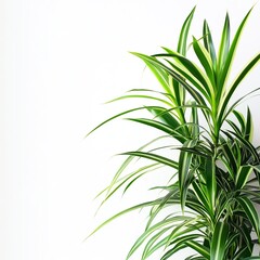 Wall Mural - The spider plant is a common houseplant that's native to South Africa's coastal areas. Generative ai.