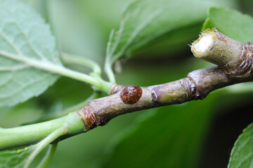 Poster - Brown scale insect, Parthenolecanium corni, on the plum tree branches in the orchard.