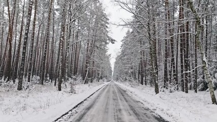 Wall Mural - Asphalt road and snowy forest in winter, Poland.