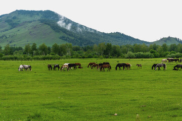 Grazing horses on a background of hills and green grass on a summer day