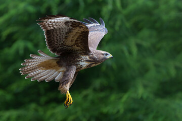 Poster - Common Buzzard (Buteo buteo) flying in the forest of Noord Brabant in the Netherlands.  Green forest background