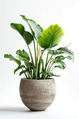 Wall Mural - A potted plant sitting on a white surface, great for interior design or home decor inspiration