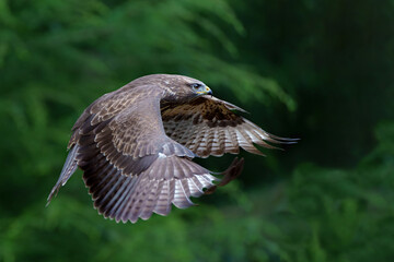 Poster - Common Buzzard (Buteo buteo) flying in the forest of Noord Brabant in the Netherlands.  Green forest background