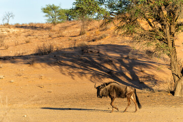 Sticker - Wildebeest in the landscape  with dunes of the Kalahari Desert in the Kgalagadi Transfrontier Park in South Africa