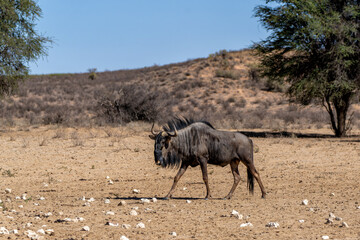 Sticker - Wildebeest in the landscape  with dunes of the Kalahari Desert in the Kgalagadi Transfrontier Park in South Africa