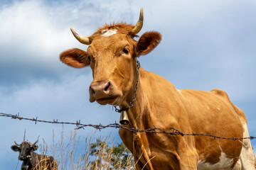 Cow with bell in the filed, looking into the distance,  pastoral view, medium shot