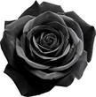 © NAPATSAWAN - Stunning black rose showcasing delicate petals and captivating depth, perfect for artistic and romantic themes.