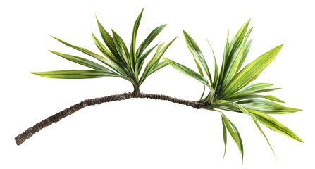 palm tree branch with green leaves, cut out