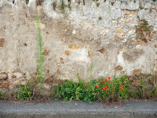 red flowers against old stone wall in france