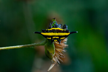 yellow spiny orb weaver spider (gasteracantha sturi) camouflaging on a flower, found in Halimun mountain ranges, West Java, Indonesia