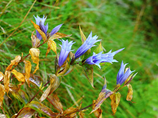 Gentian beautiful blue autumn flower