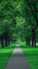 Naklejka na meble A Serene Path Winding Through a Lush Green Canopy