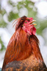 Sticker - Crowing rooster close up isolated on beautiful blurred background