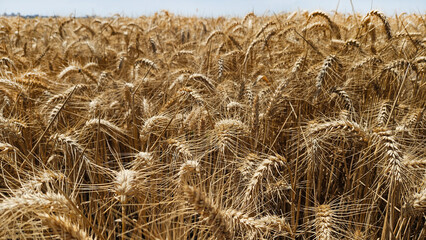 Golden cereal field with ears of rye or wheat, Grain field before harvest close-up