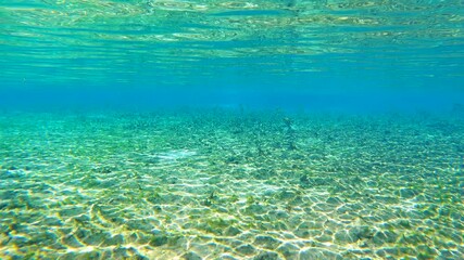 Wall Mural - Florida springs underwater barren landscape. Fresh water vegetation on riverbed. Beautiful tropical nature