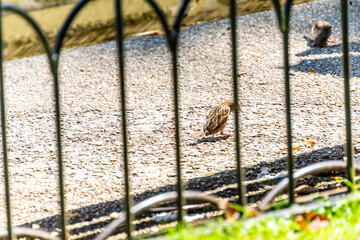 Pájaro en un parque de San Sebastián, España.