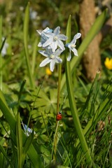 Ladybug 1